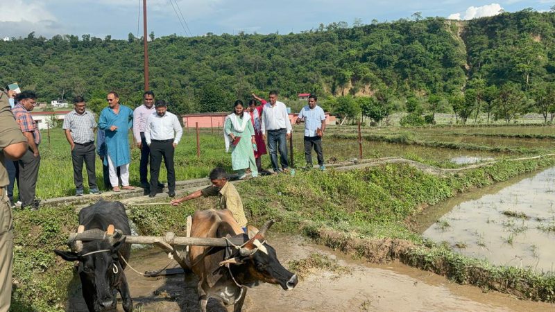 विलुप्त दून बासमती को मिली नई पहचान, 200 क्विंटल से ज्यादा खरीदी, किसानों के खातों में पहुंचे 13 लाख